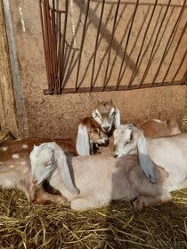 Anglonubijská koza s POP - kůzlata,dotace