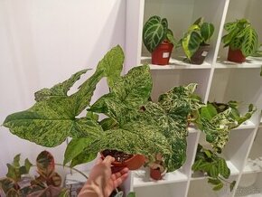 Syngonium mojito