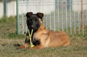 Belgický ovčák malinois - 5 měsíční pes s PP