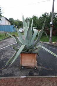 kaktus agave americka