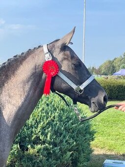 Klisna sportovní pony 3 roky.