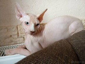 Sphynx