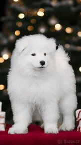 Samojed