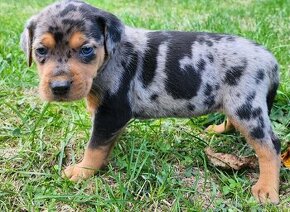 Louisianský leopardí pes- Catahoula s PP