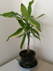 Dracena na kmínku