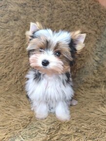 Biewer Yorkshire Terrier s PP - 1