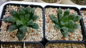 Haworthia cv. Hakuteijoh ( sukulent ) - 1