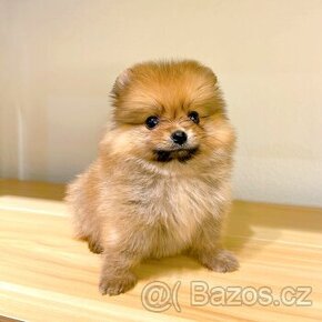 Pomeranian Boo