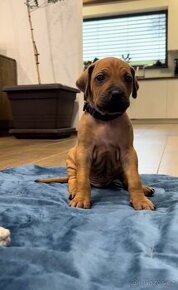 Rhodesian Ridgeback / Rhodesky Ridgeback s PP