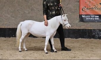 Minihorse klisna