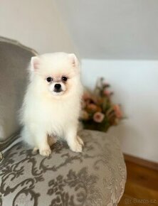 Mini Pomeranian