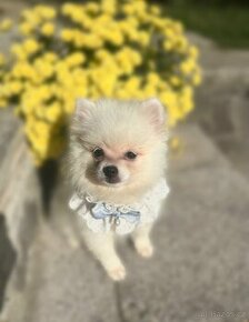 Mini Pomeranian chlapeček