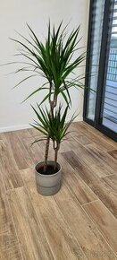 Rostlina dracena marginata Ikea