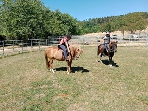 Pony valach-výborný do zápřahu - 1