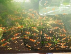 Caridina Red Crystal - AKCE