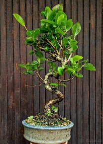 Bonsai, Bonsaj - Viburnum rufidulum, Kalina 1 - 1