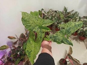 Syngonium mojito