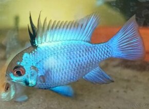 Mikrogeophagus ramirezi eletric blue - 1