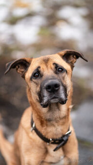 SEBASTIAN -pes ridgeback x boxer, 35kg, 5 let