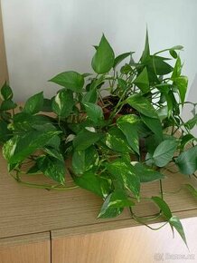 Pokojové rostliny Pothos - 1