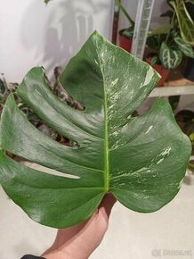 Monstera albo variegata řízek