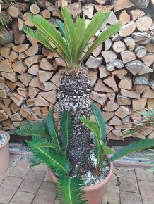 Cykas revoluta (cycas, palma, yucca)