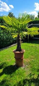 Palma Trachycarpus - 1