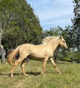 Lusitano klisna PSL Xtra