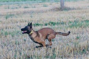 Hledám nový domov Belgický ovčák malinois - 1