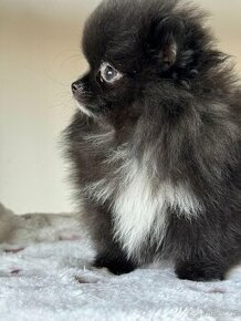 Pomeranian s p.p