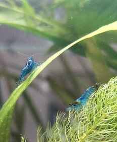 Prodám krevetky Neocaridina Blue Dream - 1