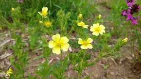 Mochna přímá - Potentilla recta 1600 semen 50 Kč