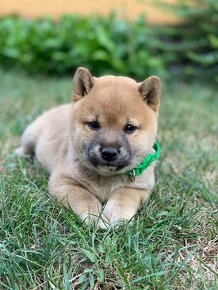 Shiba inu