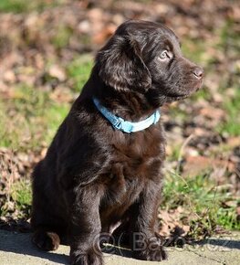 FLAT COATED RETRIEVER