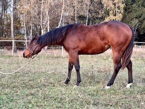 Klisna american quarter horse