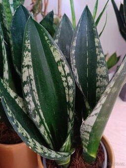 Sansevieria Whitney - odnož - 1