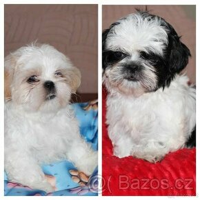 Shih tzu s PP shi-tzu shihtzu shih-tzu su cu