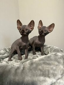 Kanadský sphynx Posledni 2kocourci