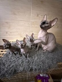 Kanadský sphynx Posledni 2kocourci