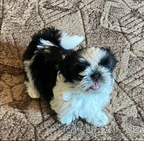 Shih-tzu - 1