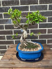 Pokojová Bonsai Ficus 3