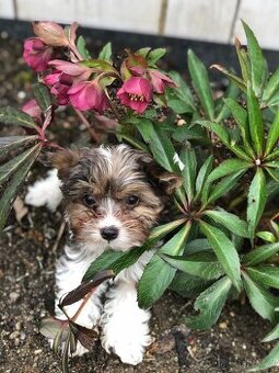 Yorkširský-jorkširský-yorkshire terrier