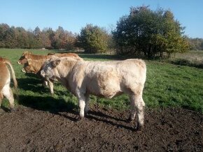 Limousine x charolais