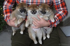 Shiba Inu s PP FCI