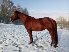 Kobylka Quarter horse kvh 148cm