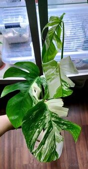 Monstera Albo - 1