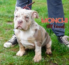 Štěňátka American Bully Pocket Exotic Top Krevní linie