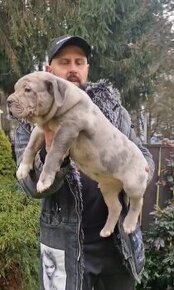 American bully xl