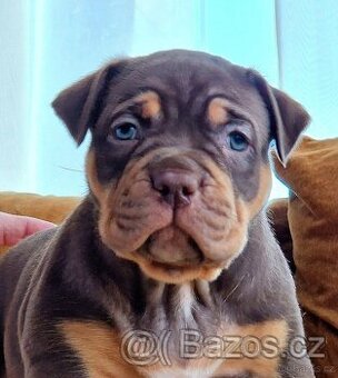 American bully xl - 1