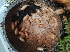 Porcellio laevis orange